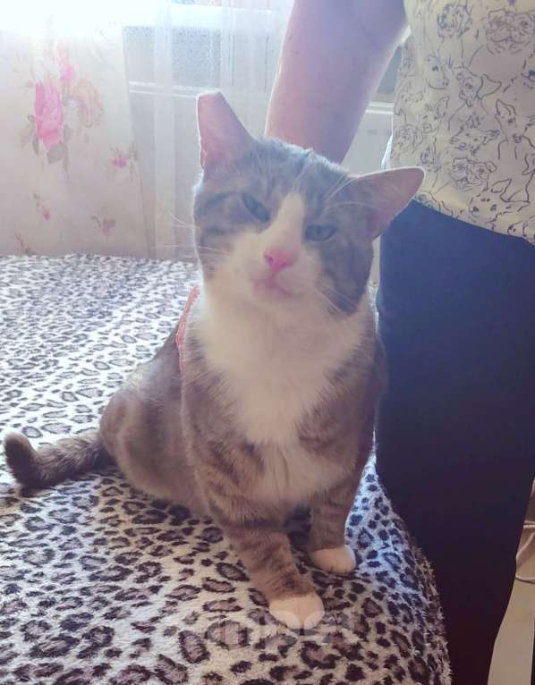 Кошки в Санкт-Петербурге: Абсолютно социализированный котик Феденька ищет родителей! Мальчик, Бесплатно - фото 1