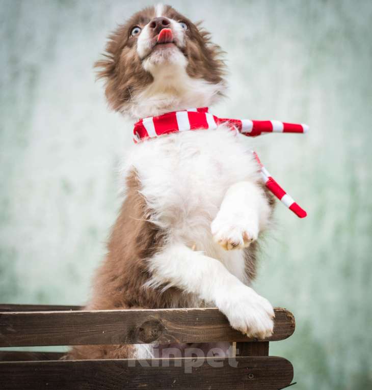 Собаки в Москве: Бордер колли, мальчики Мальчик, 80 000 руб. - фото 3