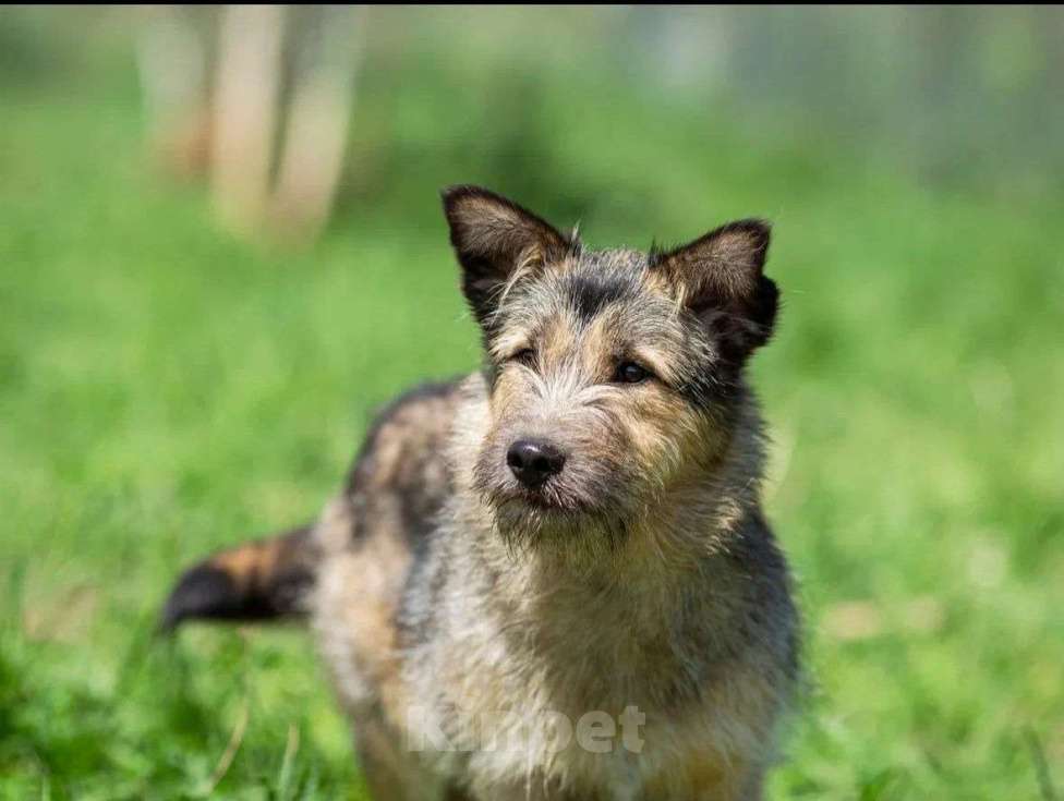 Собаки в Москве: Сонечка в поисках дома Девочка, Бесплатно - фото 2