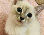 Кошки в Ливны: Тайские котята сил тебби поинт, 12 000 руб. - фото 2