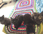 Кошки в Колпашево: Котёнок Мейнкун, 10 000 руб. - фото 5