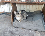Кошки в Кемерово: ОТДАМ В ДОБРЫЕ РУКИ Мальчик, 1 руб. - фото 1