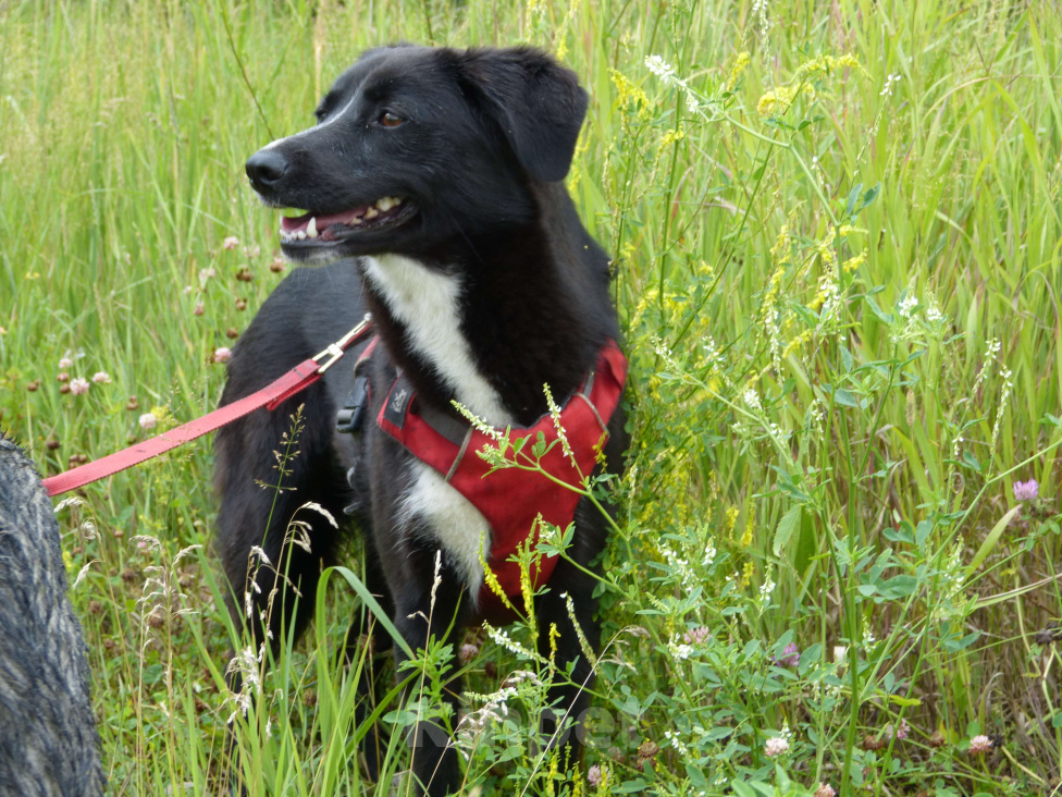 Собаки в Москве: Дуня Девочка, Бесплатно - фото 9