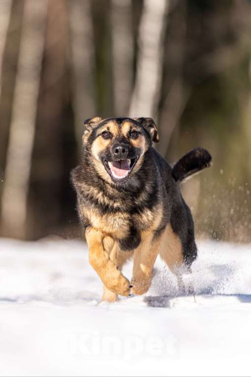 Собаки в Клине: Доня — собачка с добрым нравом Девочка, Бесплатно - фото 3