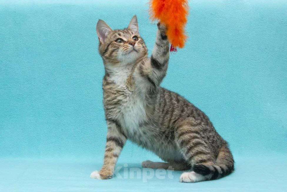 Кошки в Москве: Котенок Кекс Мальчик, Бесплатно - фото 2