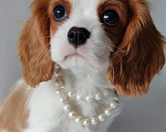 Собаки в других городах Московской области: Девочка кавалер Кинг Чарльз спаниель Девочка, 120 000 руб. - фото 3