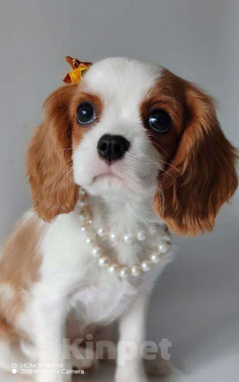 Собаки в других городах Московской области: Девочка кавалер Кинг Чарльз спаниель Девочка, 120 000 руб. - фото 3