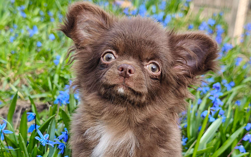 Шоколадный мальчик