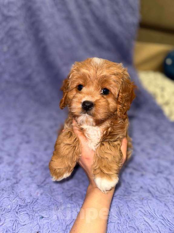 Собаки в Москве: Кавапу девочка Девочка, 85 000 руб. - фото 7