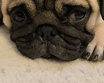 Собаки в Краснодаре: Продаю породистого щенка мопса мальчика Мальчик, 30 000 руб. - фото 2