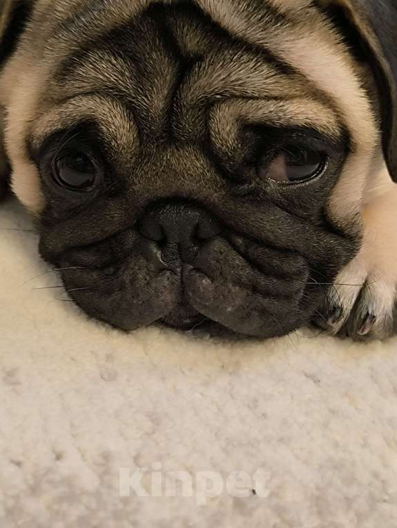 Собаки в Краснодаре: Продаю породистого щенка мопса мальчика Мальчик, 30 000 руб. - фото 2