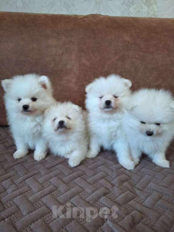 Собаки в Воронеже: Щенки шпица Мальчик, 25 000 руб. - фото 3