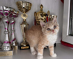 Кошки в Москве: Аполлон Мальчик, 100 000 руб. - фото 3