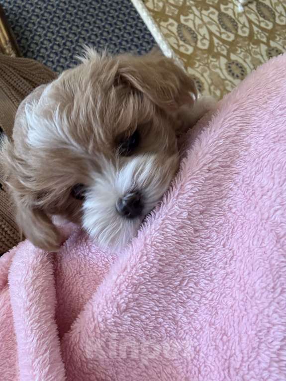 Собаки в Мытищах: Мальтипу щенки Девочка, Бесплатно - фото 7