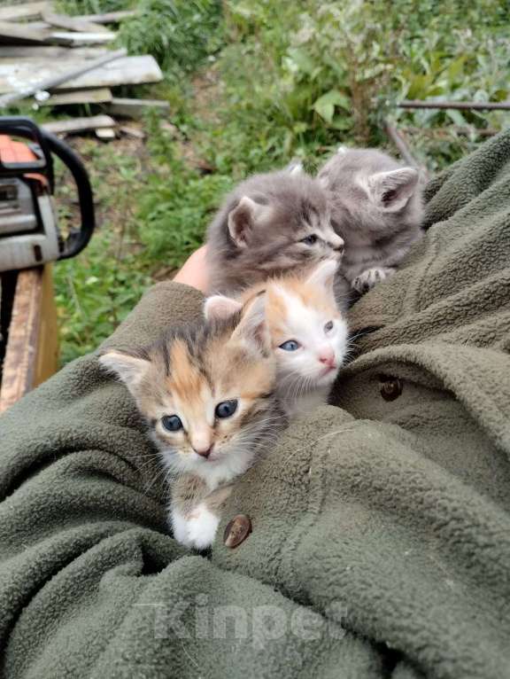 Кошки в Санкт-Петербурге: Монастырские котята Мальчик, Бесплатно - фото 2