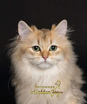 Объявление: Котята золотые шиншиллы, золотые шиншиллы-пойнт., Бесплатно
