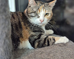 Кошки в Санкт-Петербурге: Кошечка Соня Девочка, 100 руб. - фото 2