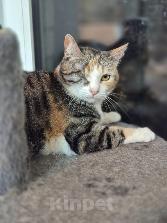 Кошки в Санкт-Петербурге: Кошечка Соня Девочка, 100 руб. - фото 2