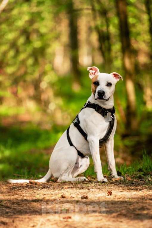 Собаки в Москве: Красивый пёс Дарий в добрые руки. Мальчик, Бесплатно - фото 10