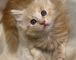Кошки в Челябинске: Котята породы Мейн-кун Мальчик, 12 000 руб. - фото 2