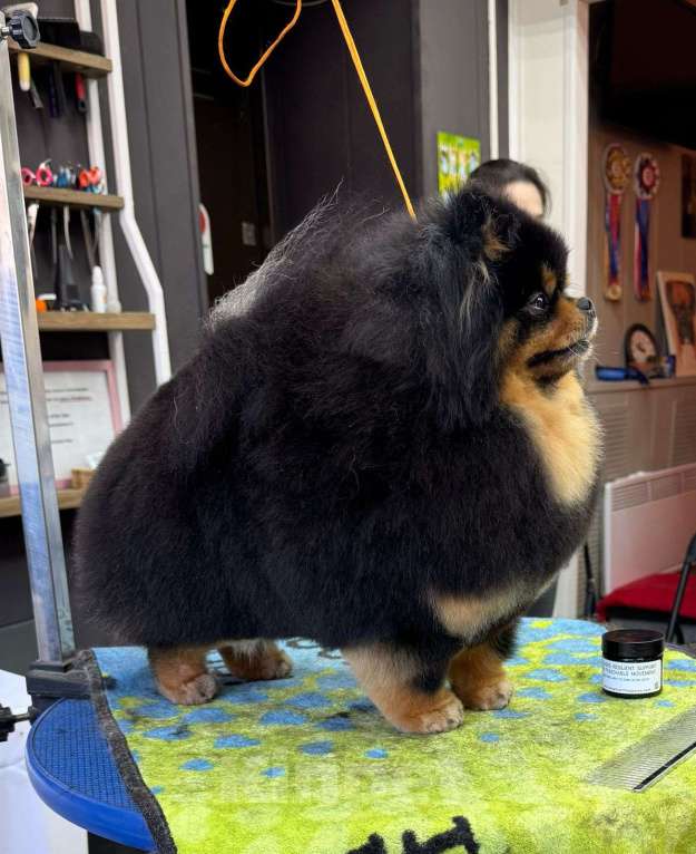 Собаки в Москве: Приглашаем дам на вязку! Мальчик, 30 000 руб. - фото 2