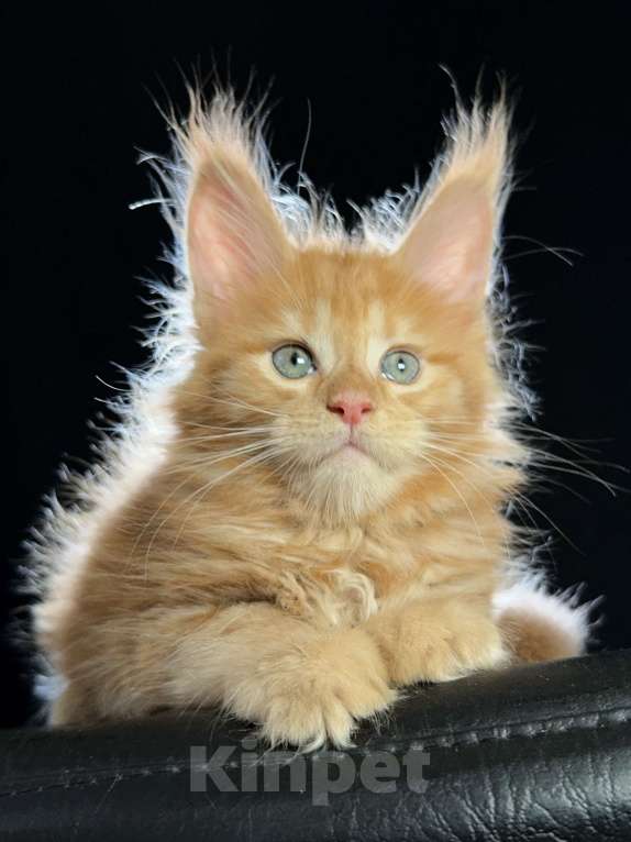 Кошки в Москве: Vasilisa Ventura-House.com Девочка, 100 000 руб. - фото 5