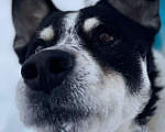 Собаки в Москве: Брошенный хозяевами Барни ищет дом! Мальчик, Бесплатно - фото 3