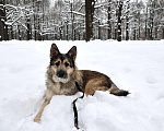 Собаки в Москве: Собака бесплатно в Москве Мальчик, Бесплатно - фото 7