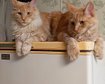 Кошки в Владимире: Продам кошку мейн-кун Девочка, 30 000 руб. - фото 3