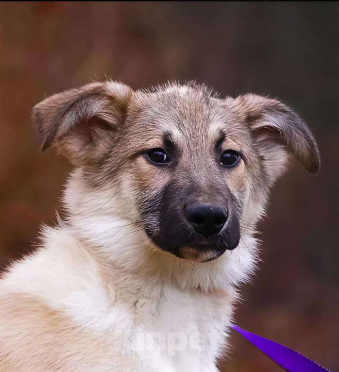 Собаки в Наро-Фоминске: Лорд якутенок в добрые руки Мальчик, Бесплатно - фото 2