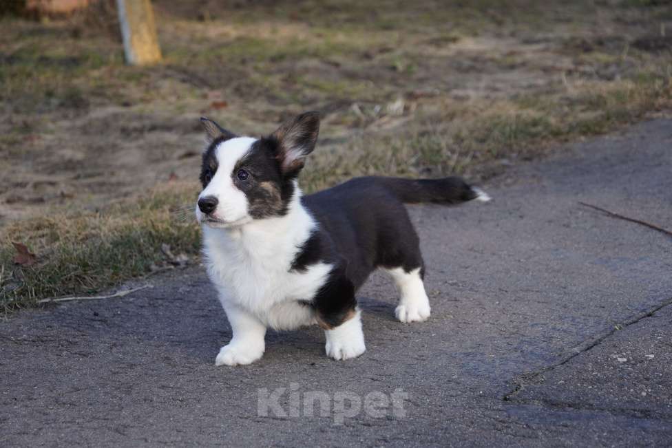 Собаки в Москве: Вельш Корги Кардиган Девочка, 50 000 руб. - фото 2