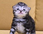 Кошки в Зеленограде: Сибирский котёнок  Девочка, 70 000 руб. - фото 3