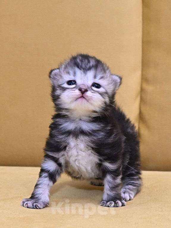 Кошки в Зеленограде: Сибирский котёнок  Девочка, 70 000 руб. - фото 3