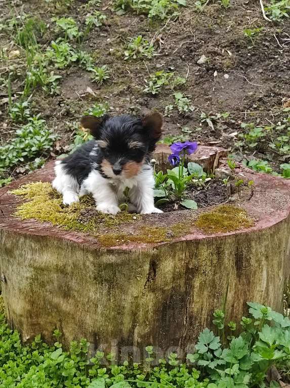 Собаки в Пушкино: Девочка бивер РКФ Девочка, 25 000 руб. - фото 3