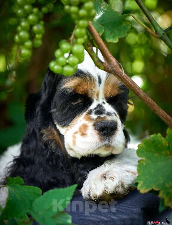 Собаки в Москве: Принц: будущий чемпион ринга и выставок  Мальчик, 120 000 руб. - фото 6