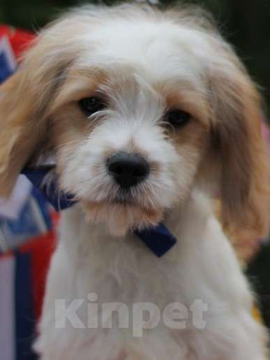 Собаки в Екатеринбурге: Малыши кавапу Мальчик, 50 000 руб. - фото 3