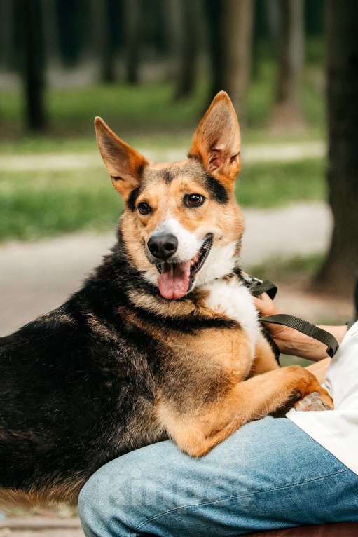 Собаки в Москве: Красавец Ник ищет дом Мальчик, Бесплатно - фото 10