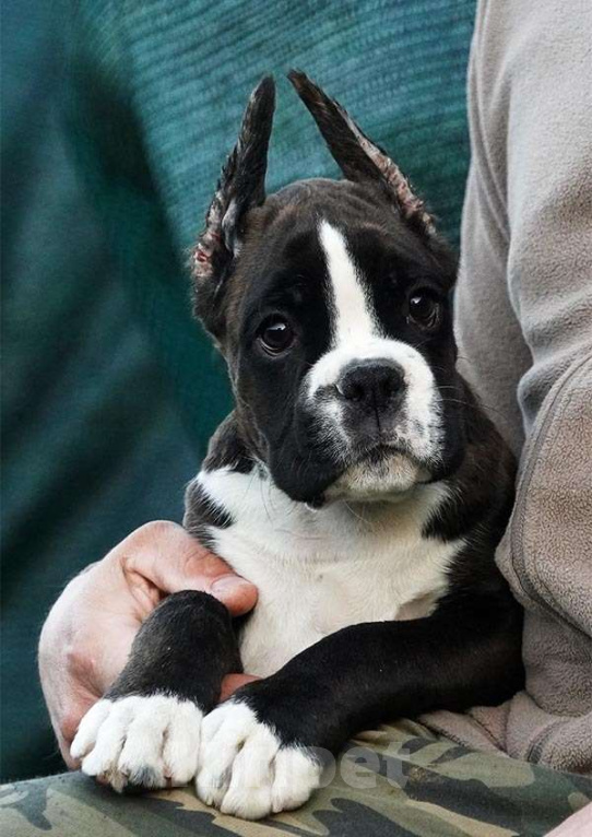 Собаки в Москве: Щенок боксер девочка  Девочка, Бесплатно - фото 3