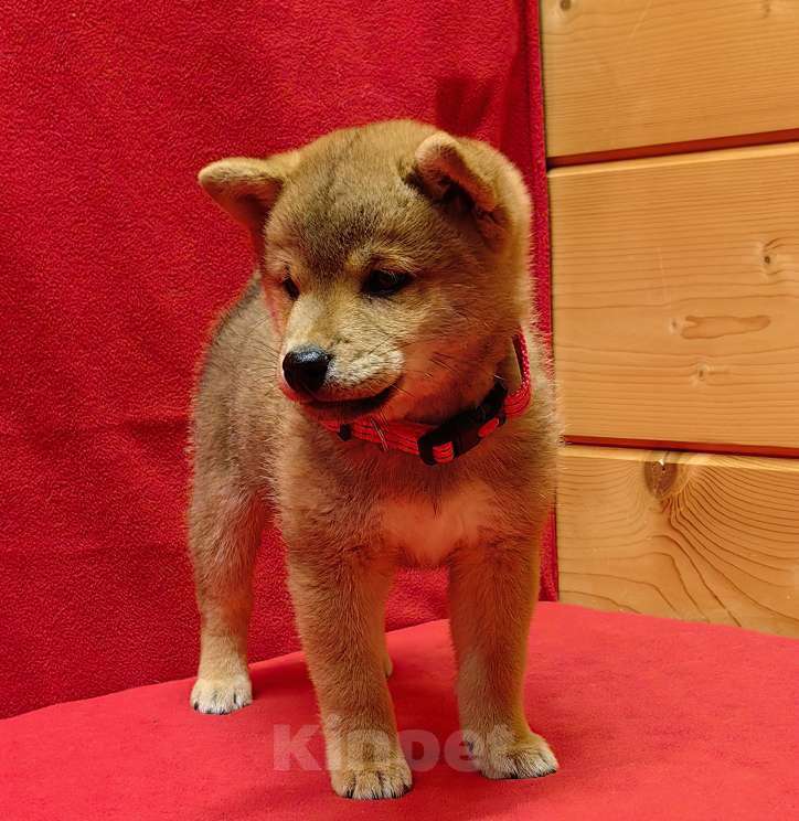 Собаки в Москве: Сиба ину - мальчик. 2 мес. Мальчик, 50 000 руб. - фото 6