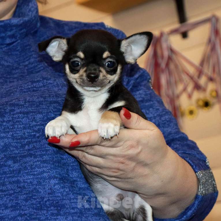 Собаки в Лобне: Ласковый красавчик чихуахуа Мальчик, 55 000 руб. - фото 9