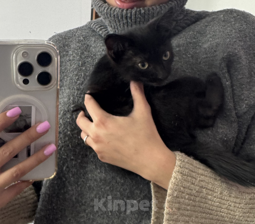 Кошки в Красноярске: Отдам котенка в добрые руки Девочка, Бесплатно - фото 1