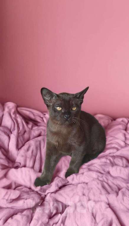 Кошки в Пензе: Бурманские котята Мальчик, 29 999 руб. - фото 2