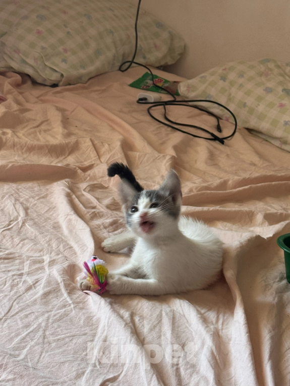 Кошки в Севастополе: Котенок ищет дом Девочка, Бесплатно - фото 4