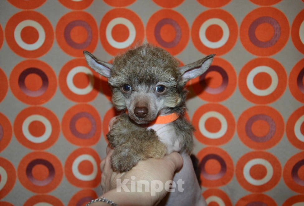 Собаки в Москве: Щенки китайской хохлатой собаки  Мальчик, 20 000 руб. - фото 4