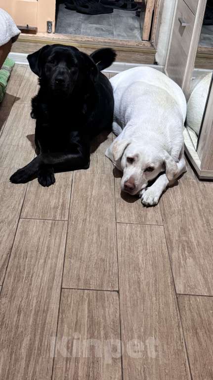 Собаки в Симферополе: Малышка ищет дом Девочка, 100 руб. - фото 4