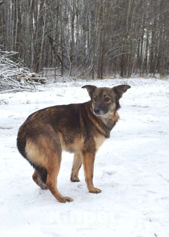 Собаки в Москве: Маленькая собачка из приюта в добрые руки Девочка, Бесплатно - фото 5