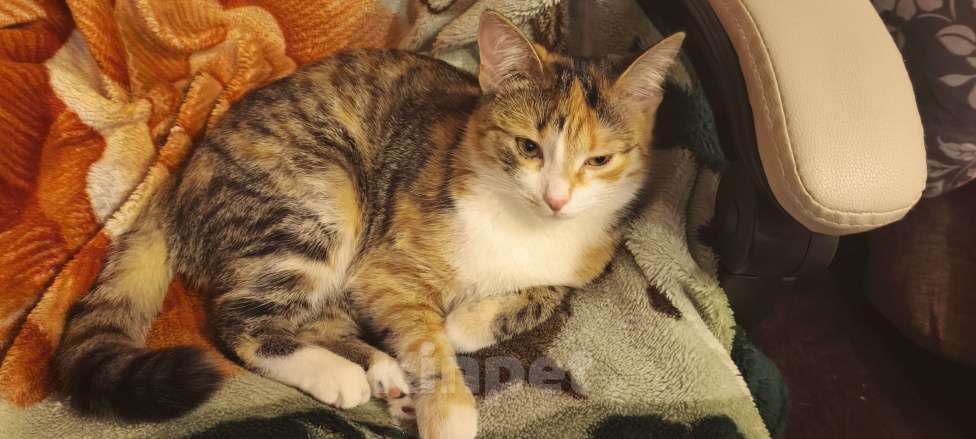 Кошки в Екатеринбурге: Ищем дом Девочка, Бесплатно - фото 4