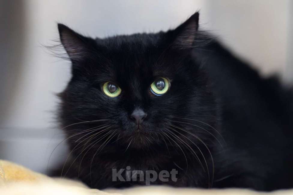 Кошки в Москве: Уголек Мальчик, Бесплатно - фото 2