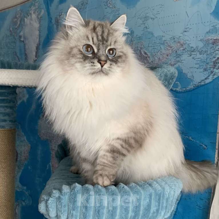 Кошки в других городах Краснодарского края: Невский маскарадный котёнок цуккини  Мальчик, 35 000 руб. - фото 9