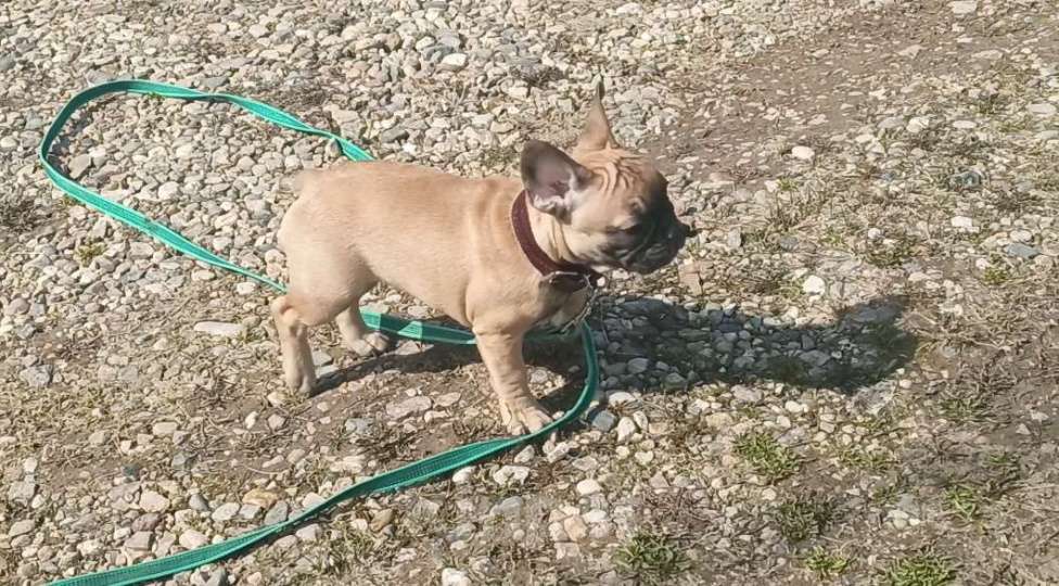 Собаки в Москве: Рыжая девчушка Девочка, 40 000 руб. - фото 2